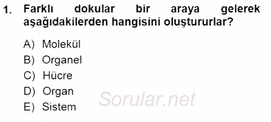 İnsan Anatomisi Ve Fizyolojisi 2012 - 2013 Dönem Sonu Sınavı 1.Soru