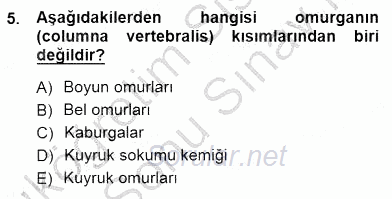 İnsan Anatomisi Ve Fizyolojisi 2012 - 2013 Dönem Sonu Sınavı 5.Soru