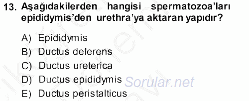 Temel Veteriner Anatomi 2014 - 2015 Dönem Sonu Sınavı 13.Soru