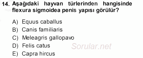 Temel Veteriner Anatomi 2014 - 2015 Dönem Sonu Sınavı 14.Soru