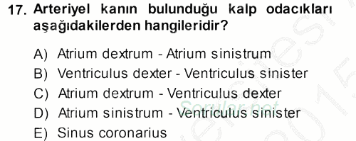 Temel Veteriner Anatomi 2014 - 2015 Dönem Sonu Sınavı 17.Soru