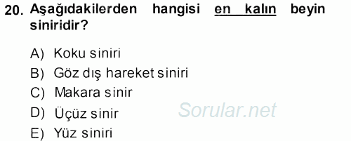 Temel Veteriner Anatomi 2014 - 2015 Dönem Sonu Sınavı 20.Soru