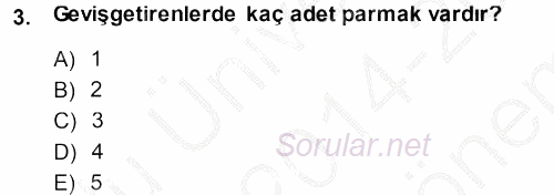 Temel Veteriner Anatomi 2014 - 2015 Dönem Sonu Sınavı 3.Soru