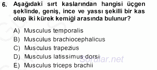 Temel Veteriner Anatomi 2014 - 2015 Dönem Sonu Sınavı 6.Soru