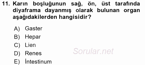 Temel Veteriner Anatomi 2016 - 2017 Ara Sınavı 11.Soru