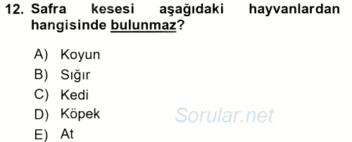 Temel Veteriner Anatomi 2016 - 2017 Ara Sınavı 12.Soru