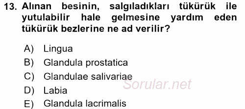 Temel Veteriner Anatomi 2016 - 2017 Ara Sınavı 13.Soru