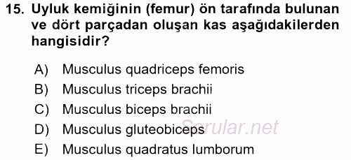 Temel Veteriner Anatomi 2016 - 2017 Ara Sınavı 15.Soru