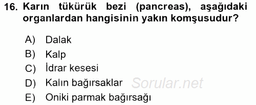 Temel Veteriner Anatomi 2016 - 2017 Ara Sınavı 16.Soru