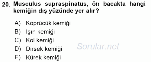 Temel Veteriner Anatomi 2016 - 2017 Ara Sınavı 20.Soru