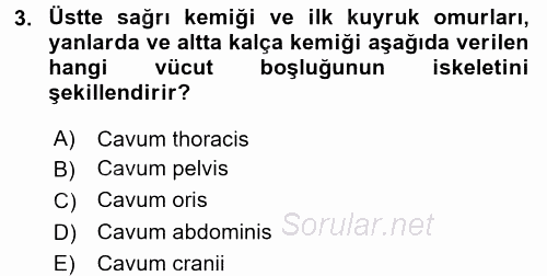 Temel Veteriner Anatomi 2016 - 2017 Ara Sınavı 3.Soru
