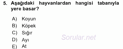 Temel Veteriner Anatomi 2016 - 2017 Ara Sınavı 5.Soru