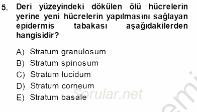 İnsan Anatomisi Ve Fizyolojisi 2013 - 2014 Dönem Sonu Sınavı 5.Soru