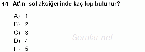 Temel Veteriner Anatomi 2016 - 2017 Dönem Sonu Sınavı 10.Soru