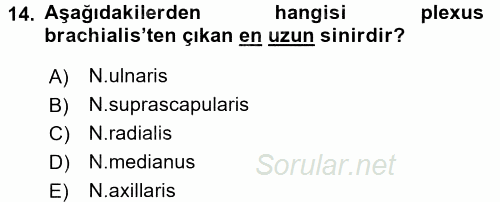 Temel Veteriner Anatomi 2016 - 2017 Dönem Sonu Sınavı 14.Soru