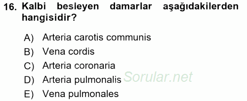 Temel Veteriner Anatomi 2016 - 2017 Dönem Sonu Sınavı 16.Soru