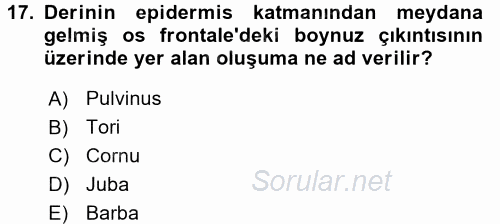 Temel Veteriner Anatomi 2016 - 2017 Dönem Sonu Sınavı 17.Soru
