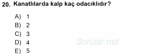 Temel Veteriner Anatomi 2016 - 2017 Dönem Sonu Sınavı 20.Soru