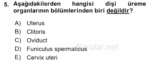 Temel Veteriner Anatomi 2016 - 2017 Dönem Sonu Sınavı 5.Soru