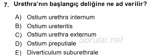 Temel Veteriner Anatomi 2016 - 2017 Dönem Sonu Sınavı 7.Soru
