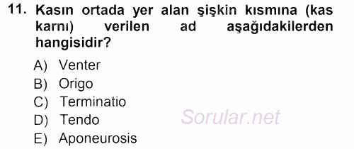 Temel Veteriner Anatomi 2012 - 2013 Ara Sınavı 11.Soru
