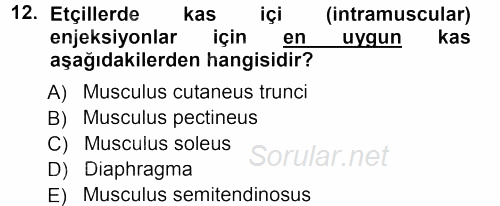 Temel Veteriner Anatomi 2012 - 2013 Ara Sınavı 12.Soru