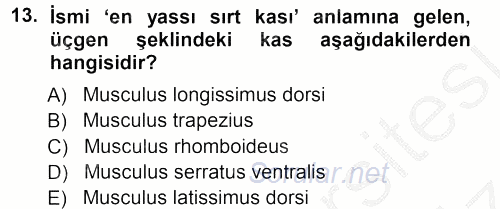 Temel Veteriner Anatomi 2012 - 2013 Ara Sınavı 13.Soru