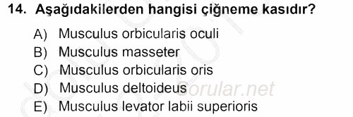 Temel Veteriner Anatomi 2012 - 2013 Ara Sınavı 14.Soru