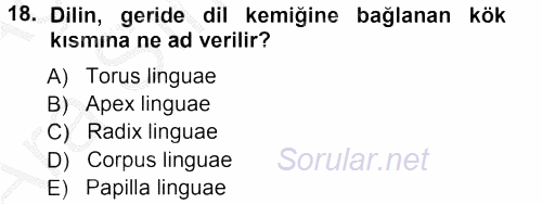 Temel Veteriner Anatomi 2012 - 2013 Ara Sınavı 18.Soru