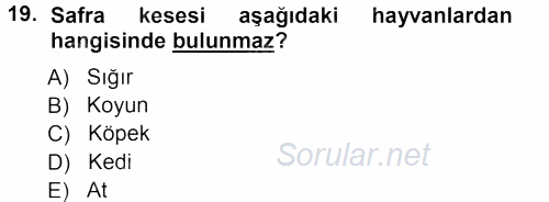 Temel Veteriner Anatomi 2012 - 2013 Ara Sınavı 19.Soru