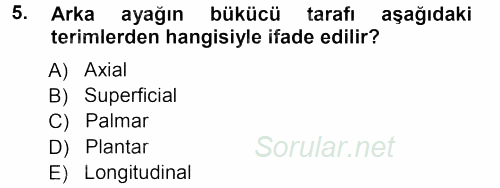 Temel Veteriner Anatomi 2012 - 2013 Ara Sınavı 5.Soru