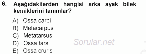 Temel Veteriner Anatomi 2012 - 2013 Ara Sınavı 6.Soru