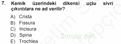 Temel Veteriner Anatomi 2012 - 2013 Ara Sınavı 7.Soru
