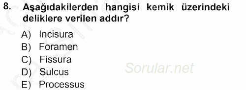 Temel Veteriner Anatomi 2012 - 2013 Ara Sınavı 8.Soru