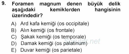 Temel Veteriner Anatomi 2012 - 2013 Ara Sınavı 9.Soru