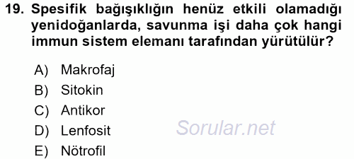 Temel Veteriner Mikrobiyoloji ve İmmünoloji 2015 - 2016 Tek Ders Sınavı 19.Soru