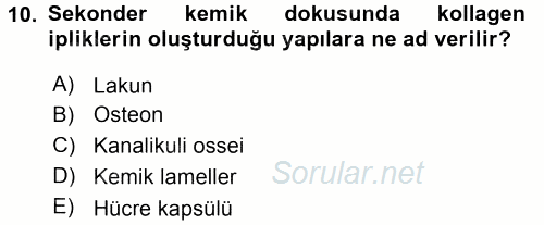 Temel Veteriner Histoloji ve Embriyoloji 2017 - 2018 3 Ders Sınavı 10.Soru