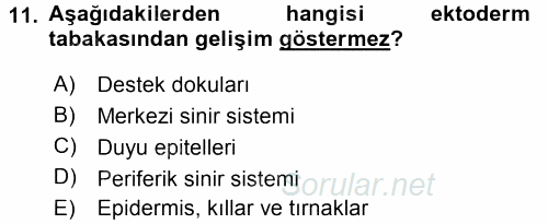 Temel Veteriner Histoloji ve Embriyoloji 2017 - 2018 3 Ders Sınavı 11.Soru