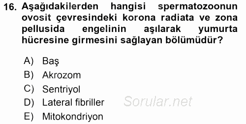 Temel Veteriner Histoloji ve Embriyoloji 2017 - 2018 3 Ders Sınavı 16.Soru