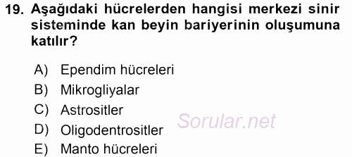 Temel Veteriner Histoloji ve Embriyoloji 2017 - 2018 3 Ders Sınavı 19.Soru