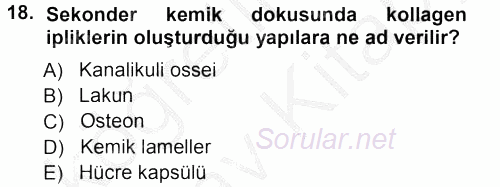 Temel Veteriner Histoloji ve Embriyoloji 2012 - 2013 Ara Sınavı 18.Soru