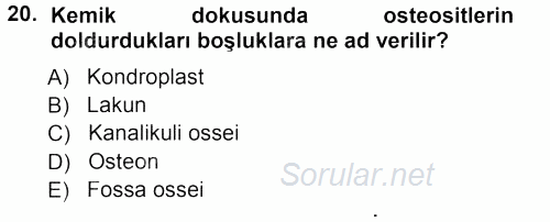 Temel Veteriner Histoloji ve Embriyoloji 2012 - 2013 Ara Sınavı 20.Soru