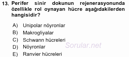 Temel Veteriner Histoloji ve Embriyoloji 2017 - 2018 Dönem Sonu Sınavı 13.Soru