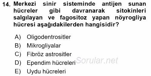 Temel Veteriner Histoloji ve Embriyoloji 2017 - 2018 Dönem Sonu Sınavı 14.Soru