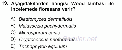Veteriner Mikrobiyoloji ve Epidemiyoloji 2013 - 2014 Tek Ders Sınavı 19.Soru