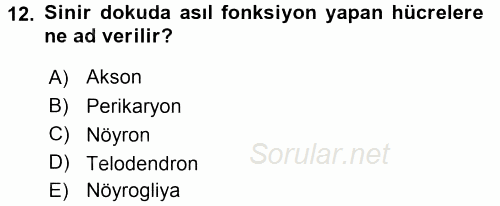 Temel Veteriner Histoloji ve Embriyoloji 2015 - 2016 Dönem Sonu Sınavı 12.Soru