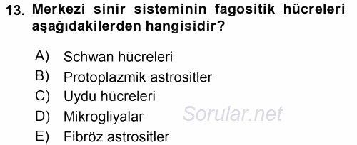 Temel Veteriner Histoloji ve Embriyoloji 2015 - 2016 Dönem Sonu Sınavı 13.Soru