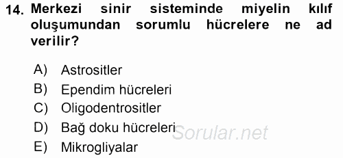 Temel Veteriner Histoloji ve Embriyoloji 2015 - 2016 Dönem Sonu Sınavı 14.Soru