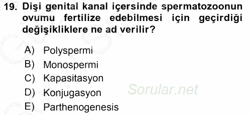 Temel Veteriner Histoloji ve Embriyoloji 2015 - 2016 Dönem Sonu Sınavı 19.Soru