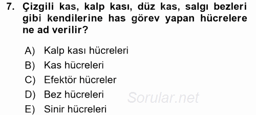 Temel Veteriner Farmakoloji ve Toksikoloji 2017 - 2018 Ara Sınavı 7.Soru